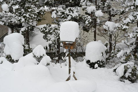 鳥の餌台に積もった雪